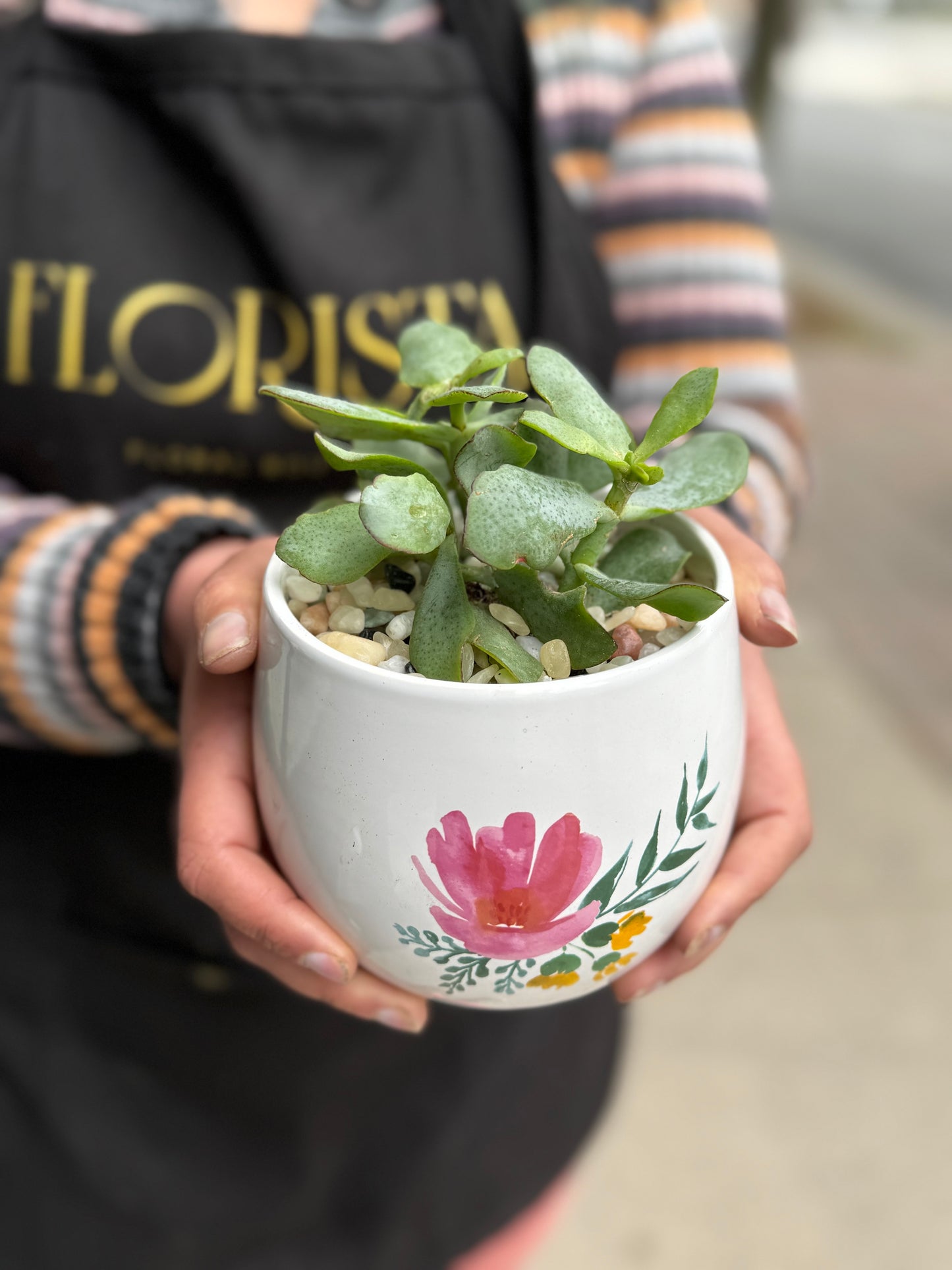 Potted Succulent