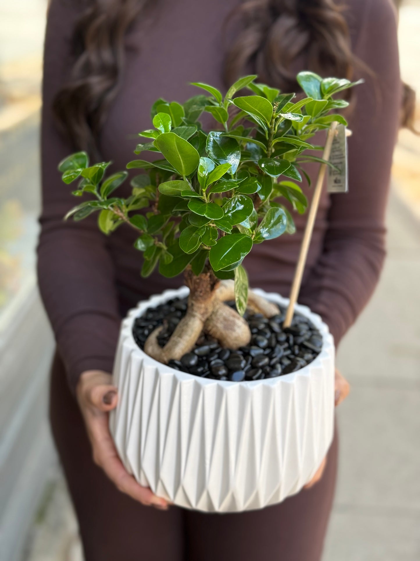 Ficus Tree