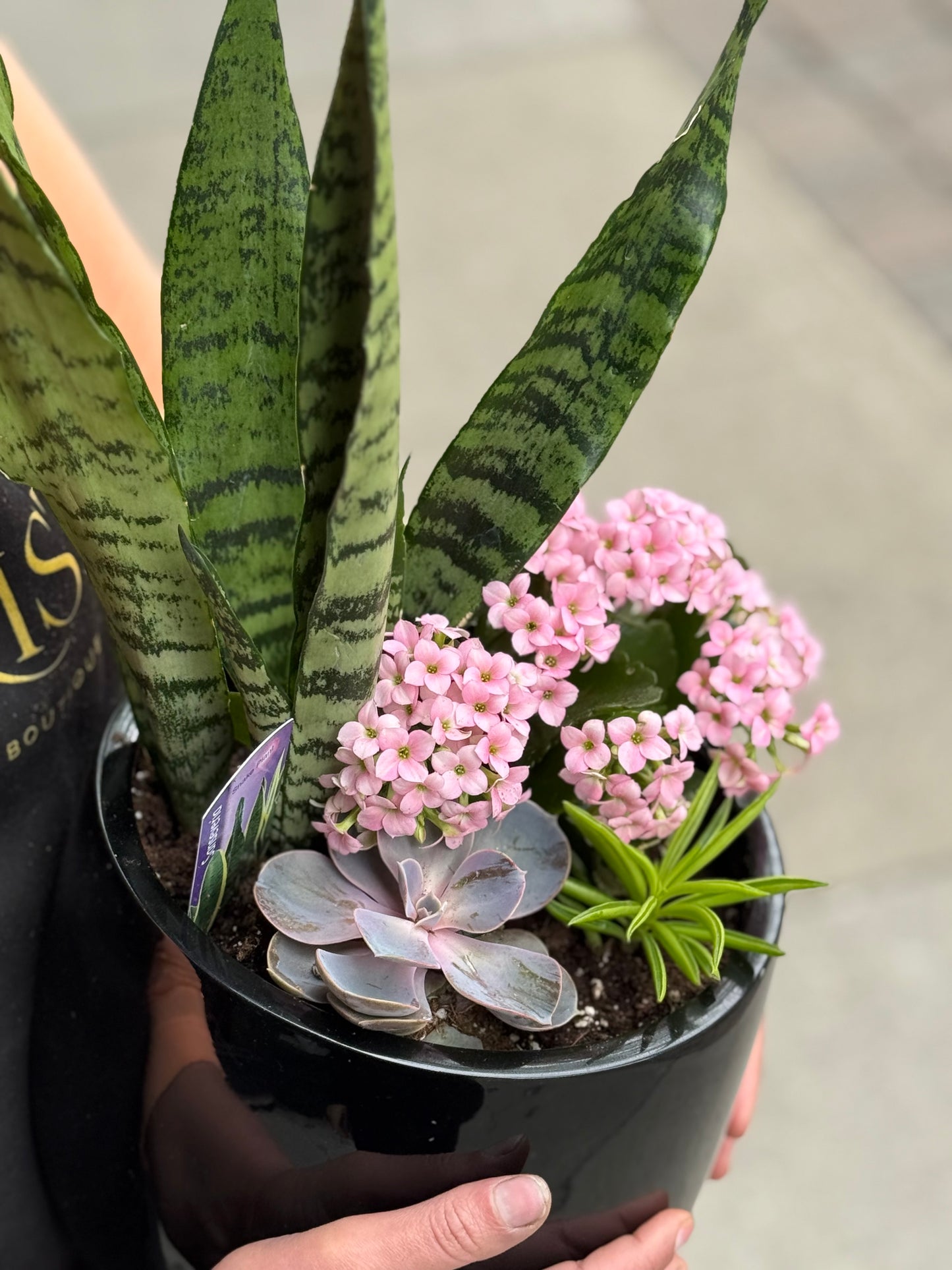 Large Succulent in a Pot