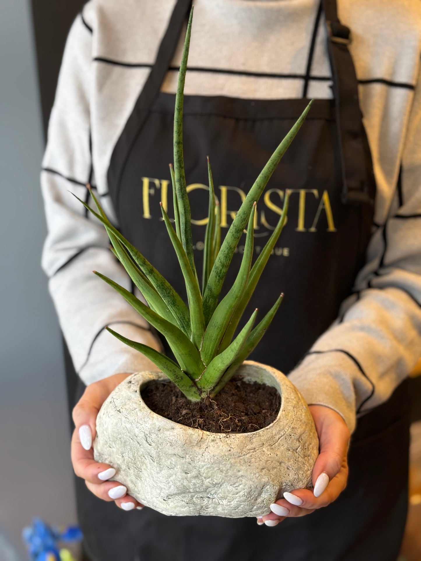 Mini snake plant