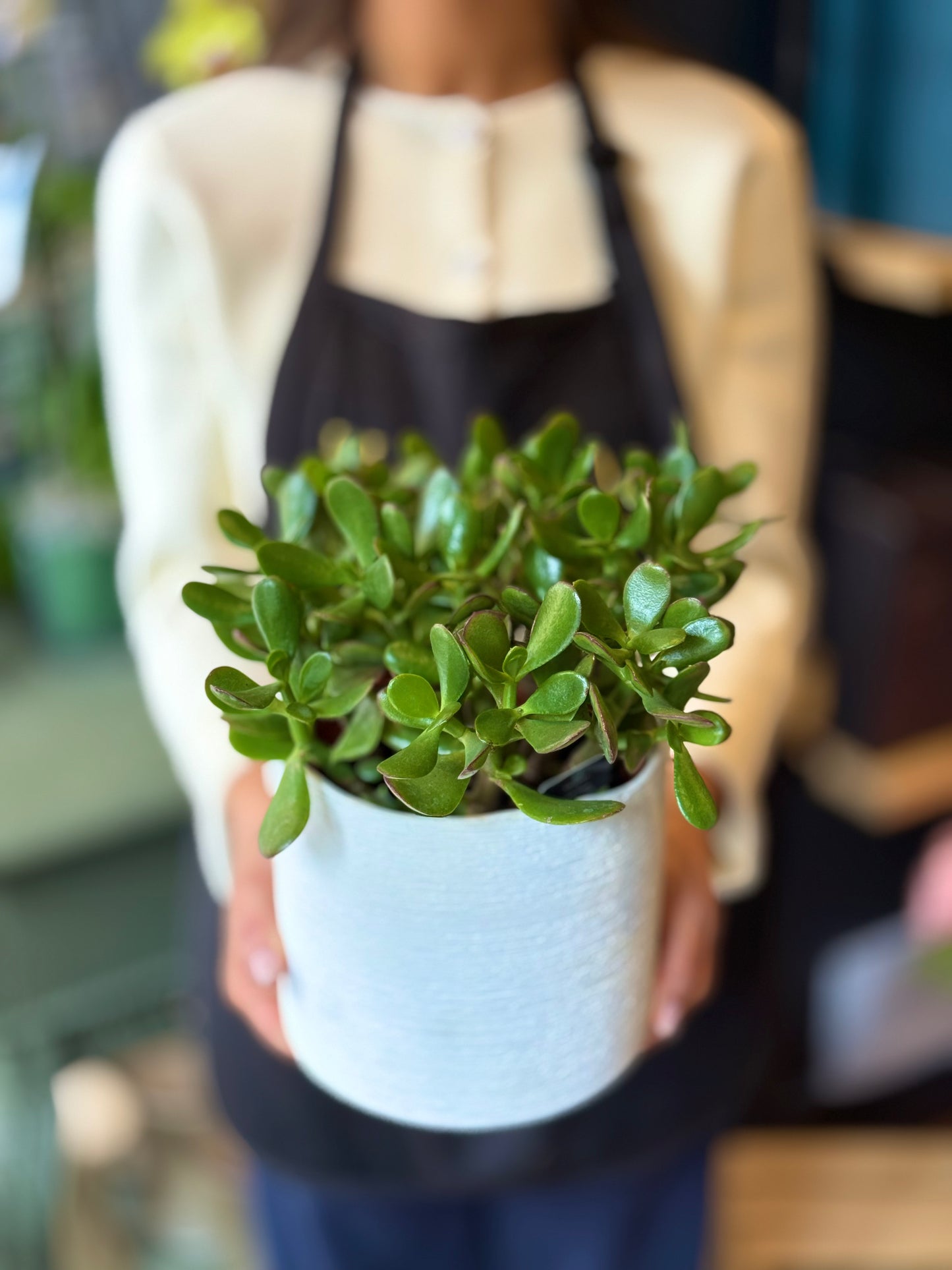 Jade Potted Plant