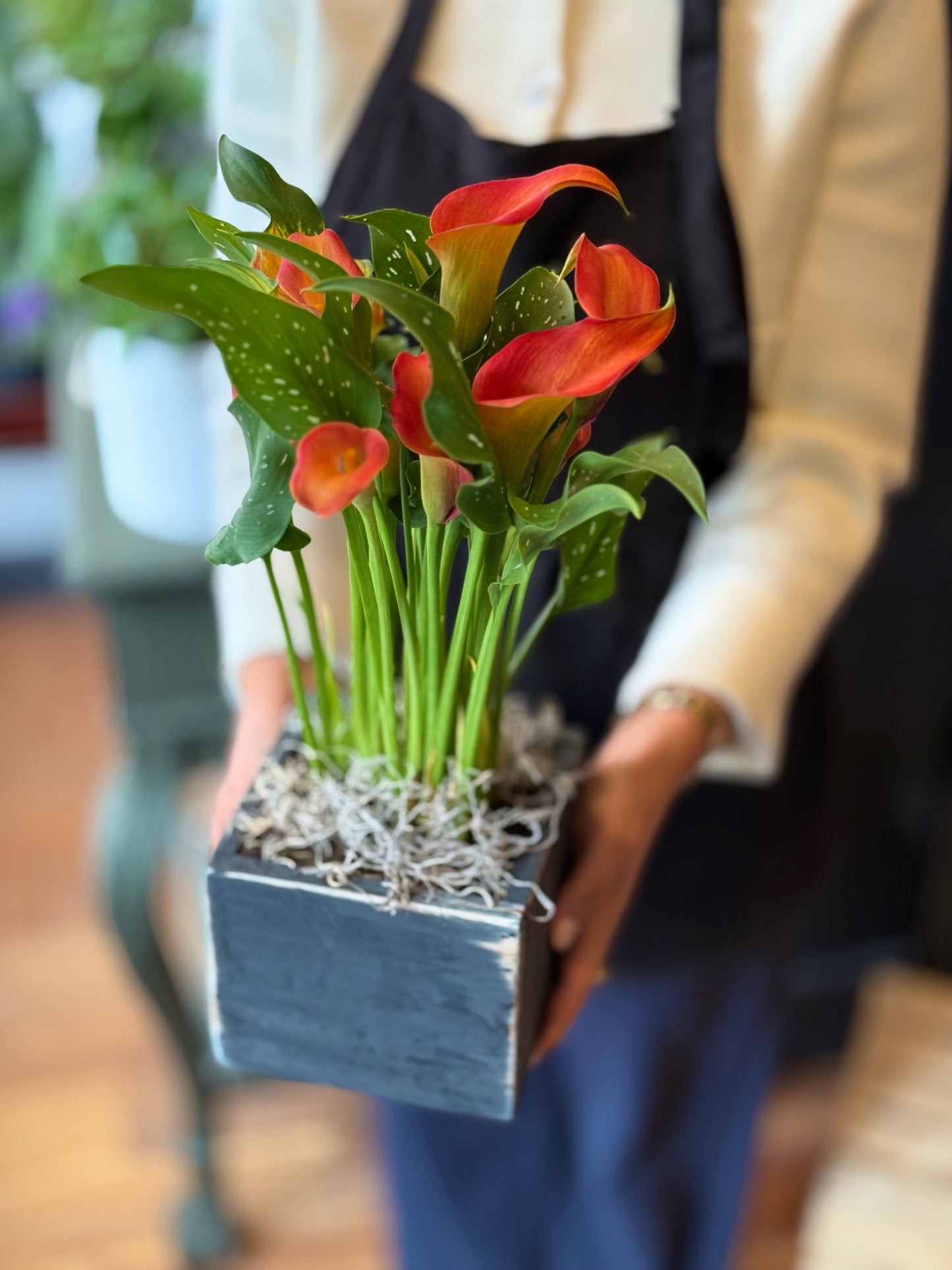 Orange Calla Lily Plant