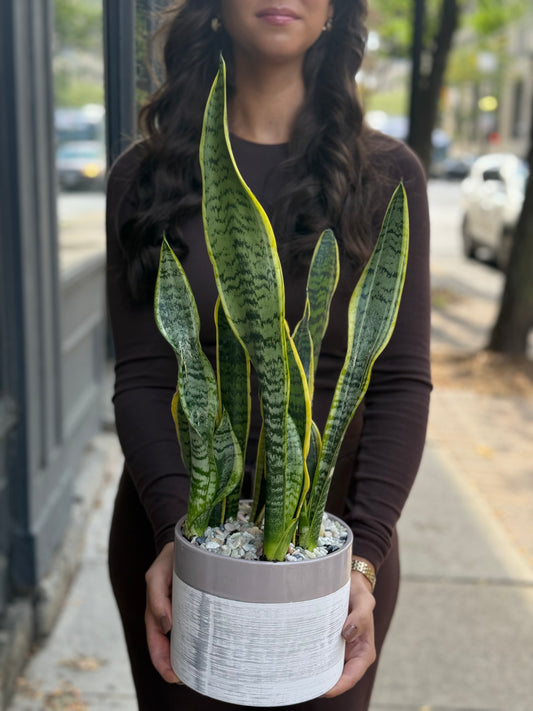Snake Plant