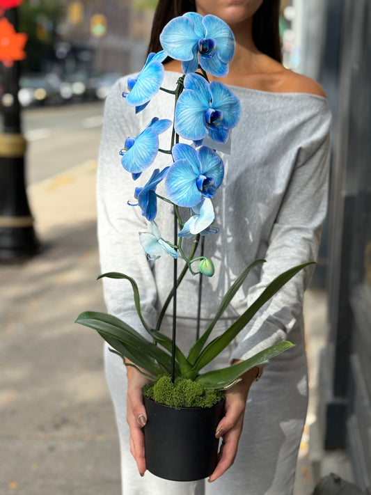 Ocean Blue Orchid