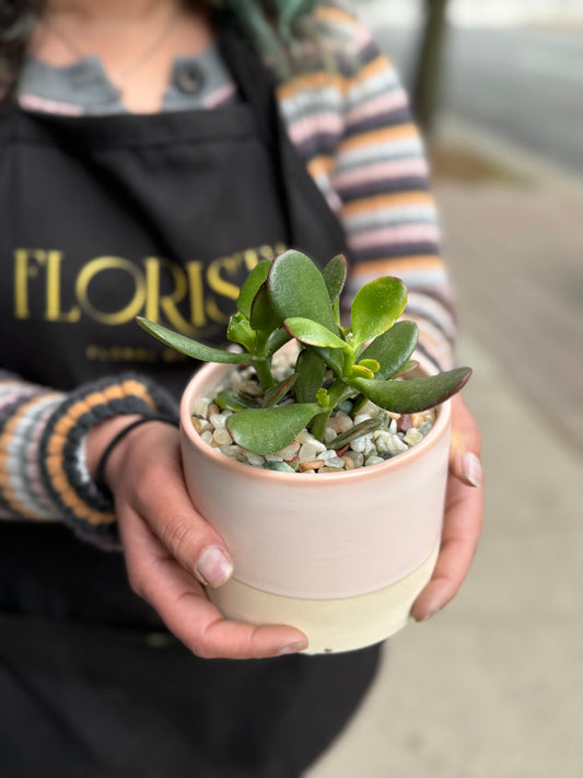 Potted Succulent