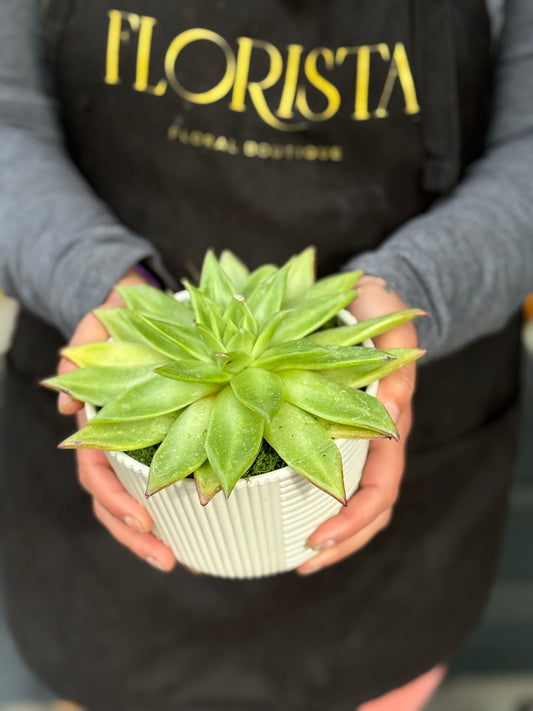 Potted Succulent