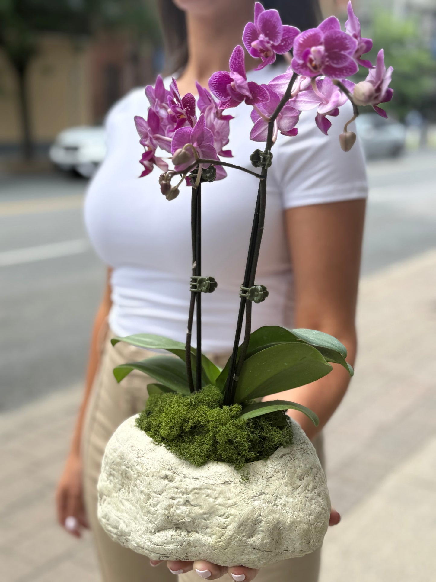 Simply Orchid
