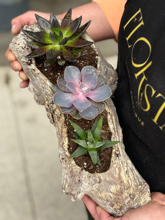 The Succulent Cove