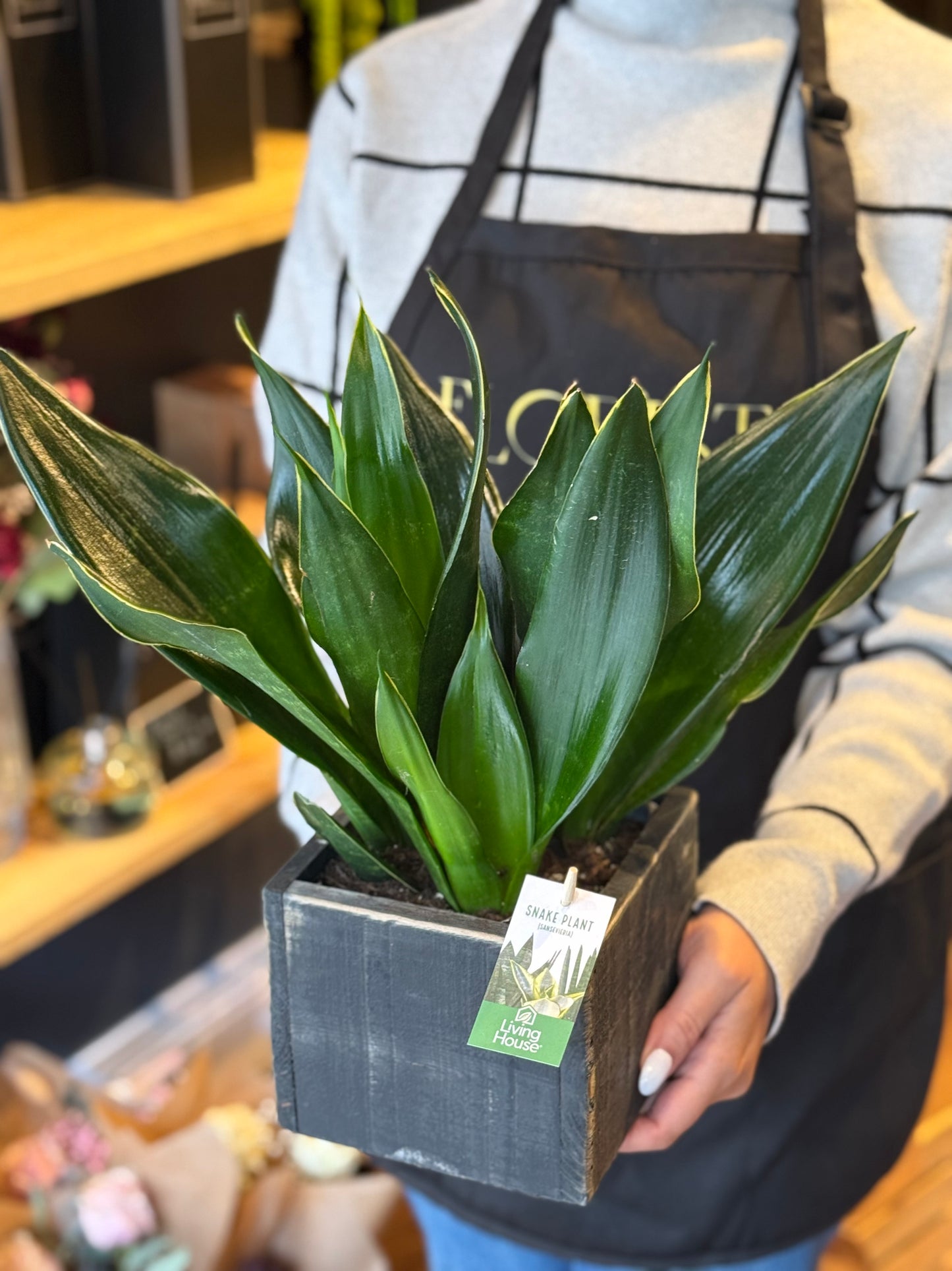 Snake Plant- Air Purifier Plant