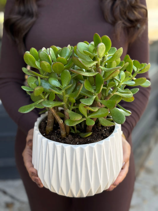 Jade Plants