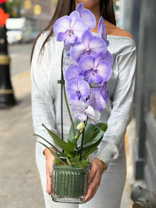 Purple Orchid