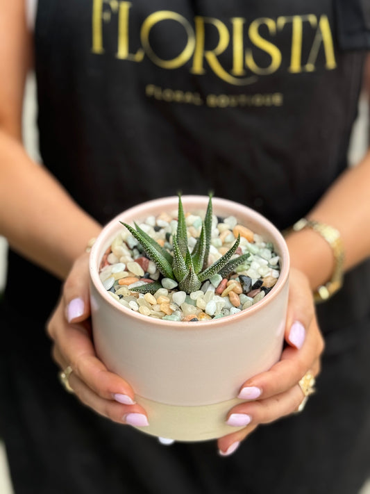 Potted Succulent