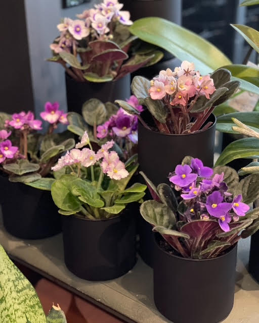 African Violet Plants