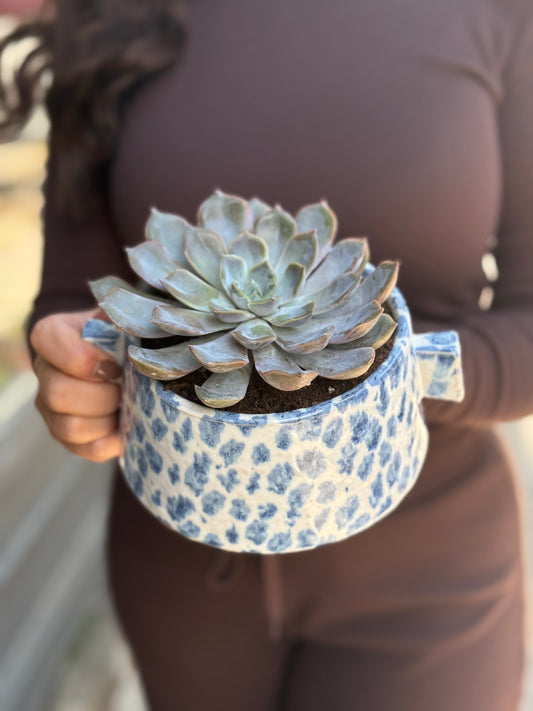 Blue Pot Succulent