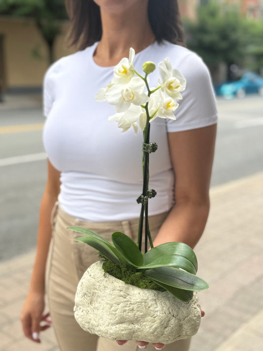 Simply Orchid