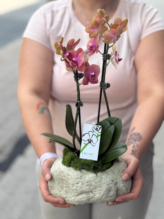 Simply Orchid