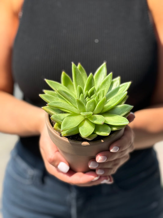 Clay Potted Succulent