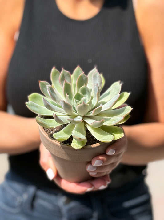 Clay Potted Succulent