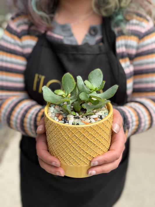 Potted Succulent